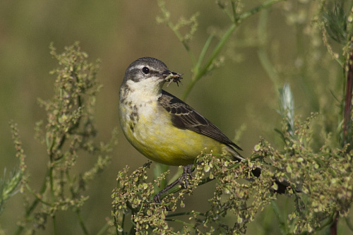 ������ ����������, ����� � ������ ��� �������.